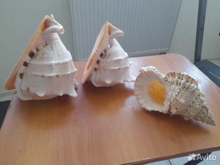 Морские ракушки раковины