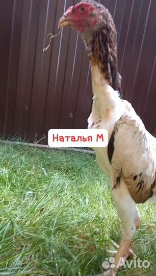 О шамо бойцовские петухи