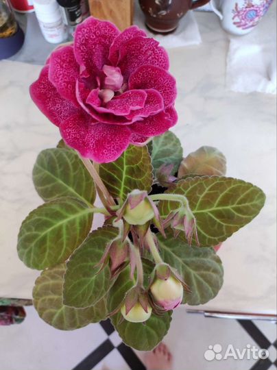 Глоксинии цветущие