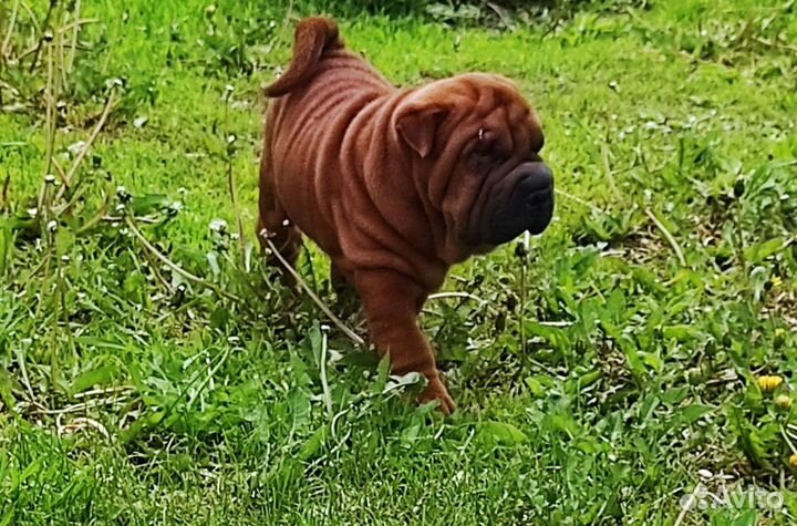 Щенки шарпей