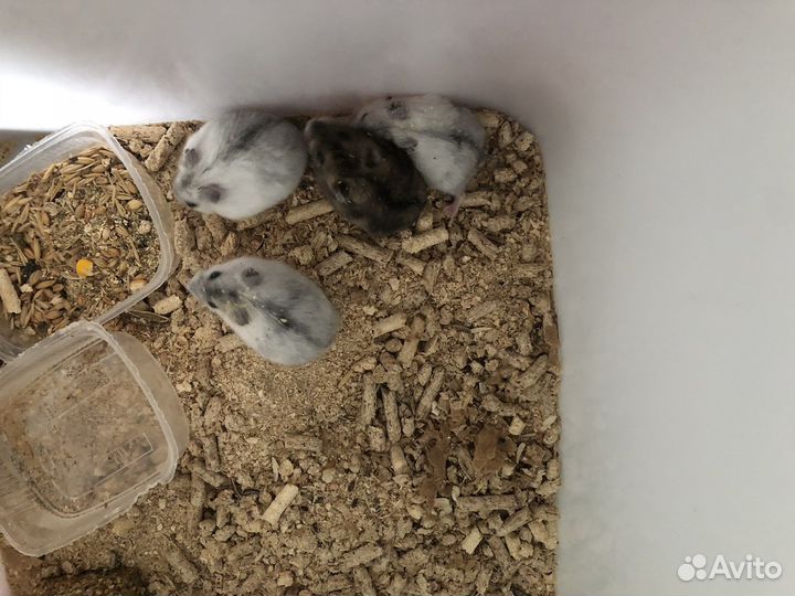 Джунгарский хомяк