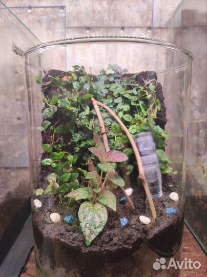 Флорариум подарок на 8 марта