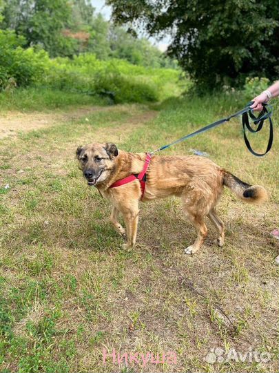 Собака в добрые руки отдам бесплатно
