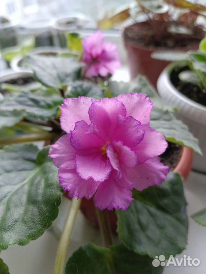 Фиалка на цвету