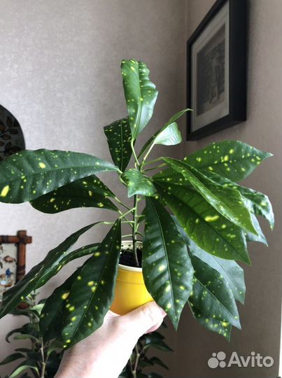 Кротон, корделина, бересклет, пахира, аихризон