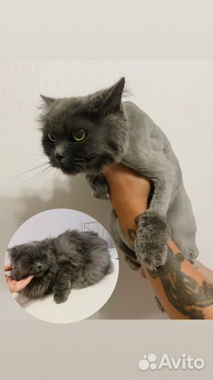 Стрижка котов и кошек