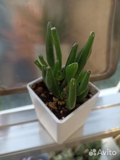 Суккуленты Крассула овата коралл