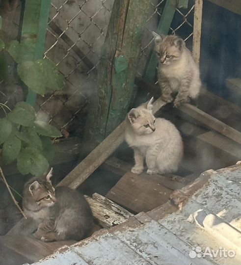 Котята в добрые руки