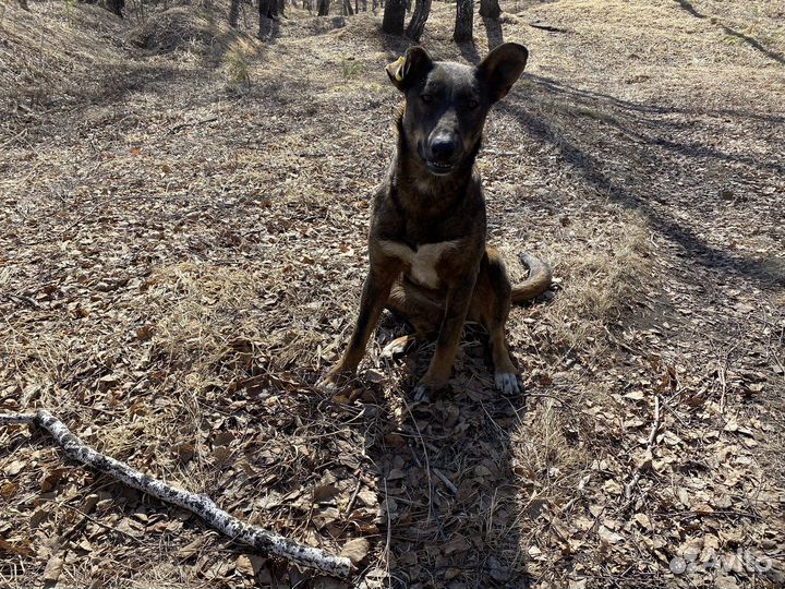 Собака в добрые руки девочка стерилизованная