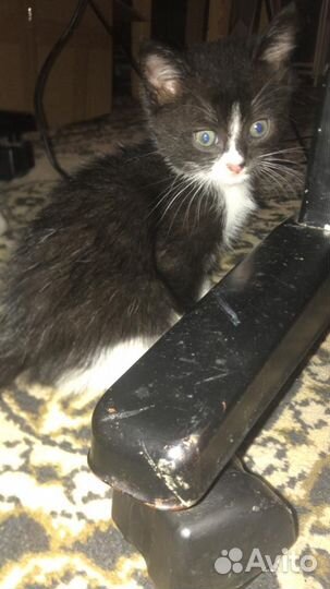 Котята (мальчик) в добрые руки