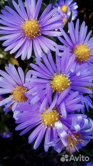 Сентябрины