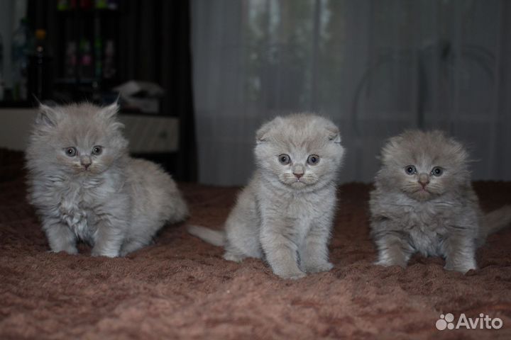 Британские котята