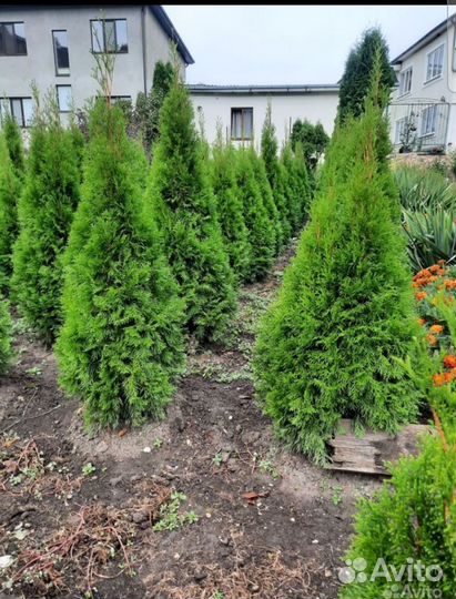 Туя смарагд 130-160см опт
