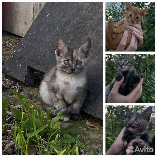 Котята в добрые руки