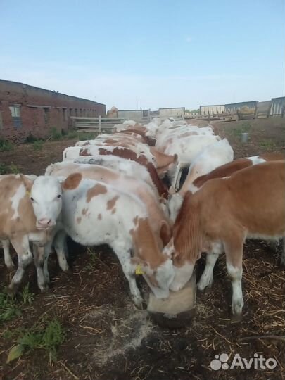 Бычки сементалы от 1 месяцев Доставка