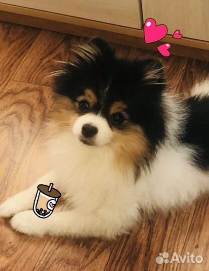 Вязка -Померанский шпиц