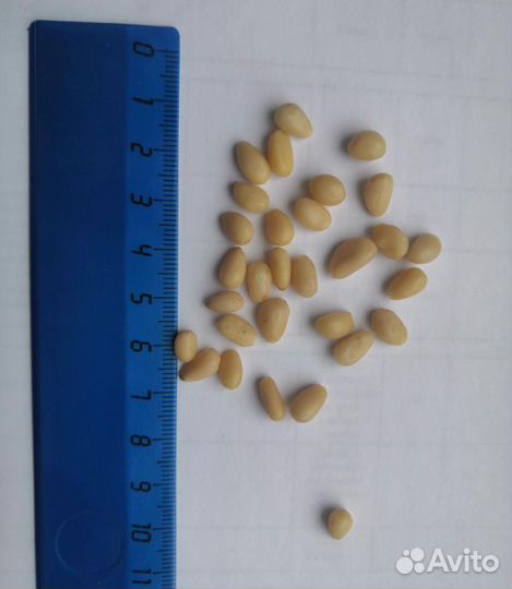 Кедровый орех оптом