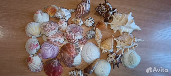 Раковины морские заезда морская
