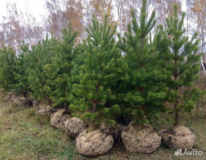 Сосна саженец 1м зкс