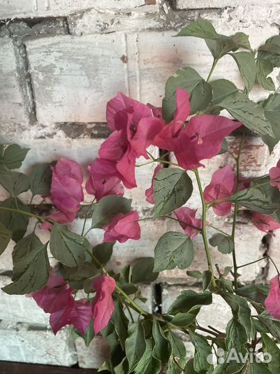 Комнатные растения редкие