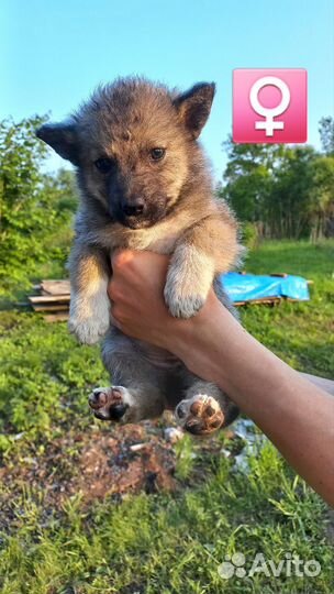 Щенки бесплатно