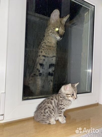 Котята саванна ф5