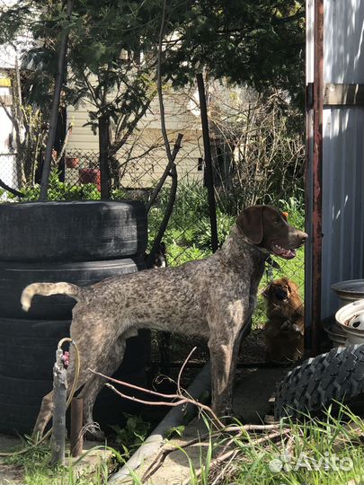 Курцхаар в добрые руки,вязка