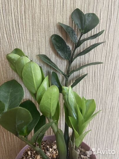 Замиокулькас Мидори