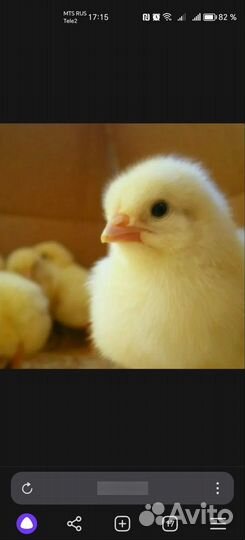 Инкубационное яйцо бройлера, цыпленок