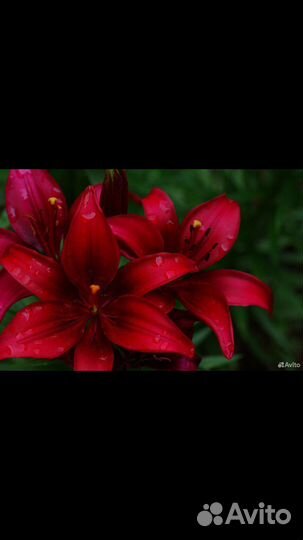 Гиппиаструм