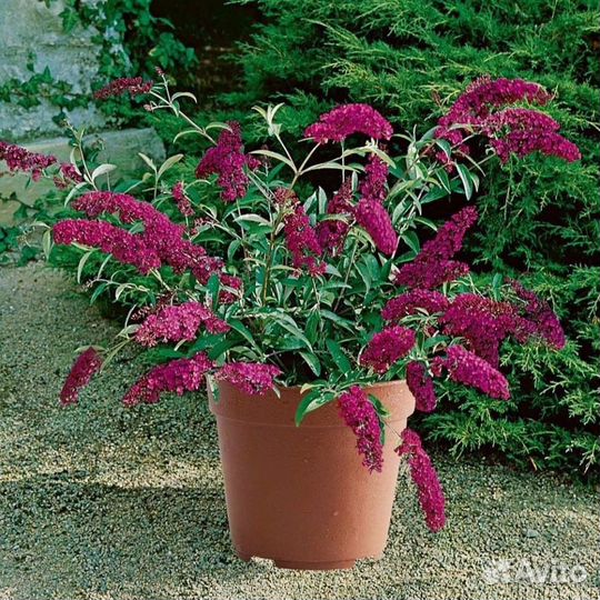 Будлеи Давидда разные цвета