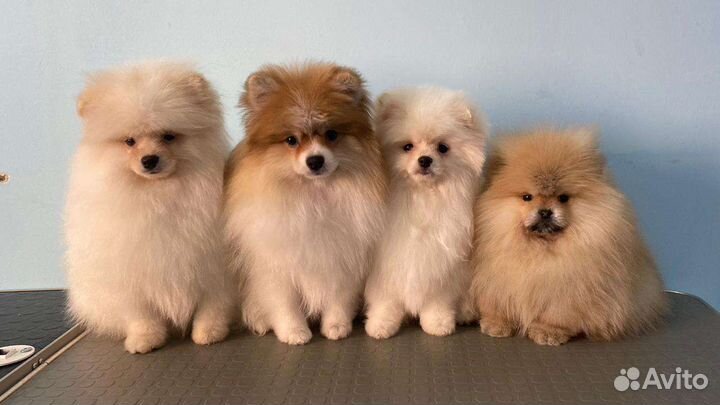 Щенки шпица