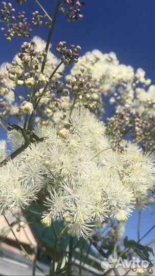 Василистники на фото 3 вида