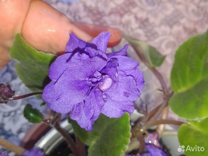 Фиалка ампельная, махровая