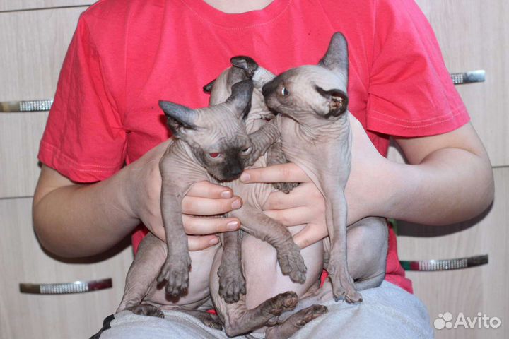 Красивые лысики