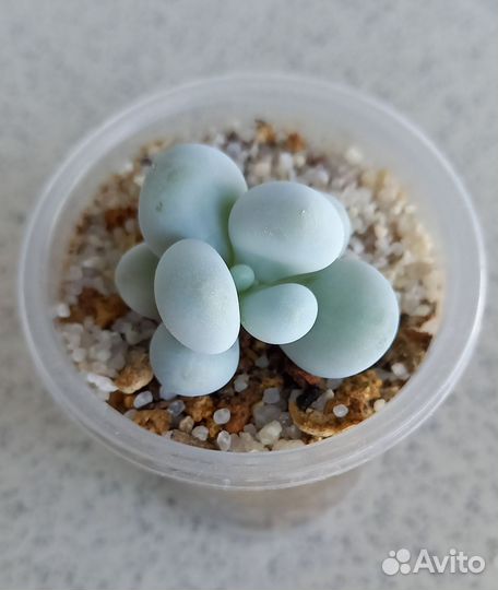 Суккуленты-2