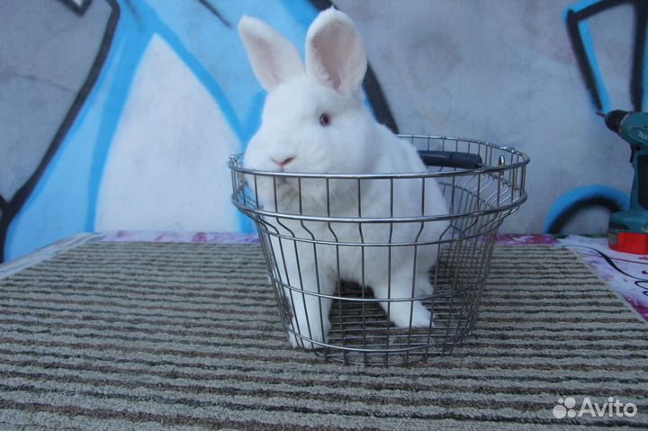 Кролики нзб