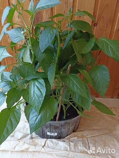 Рассада перца сладкого