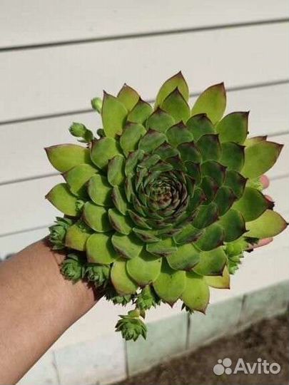 Молодило (каменная роза, живучка) почвопокровник