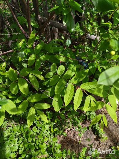 Орех маньчжурский возраст от2 до 6 лет