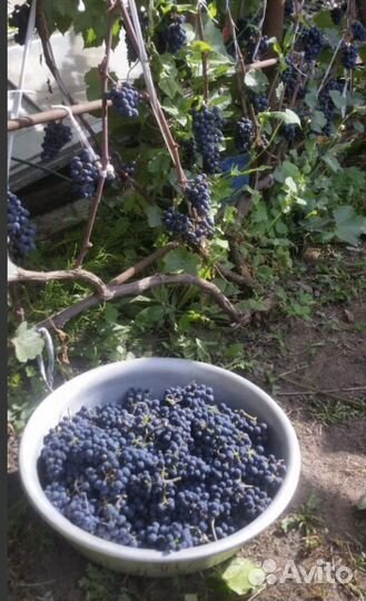 Виноград саженцы1-2 летние, удмуртские,зимостойкие