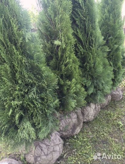 Туя колумна