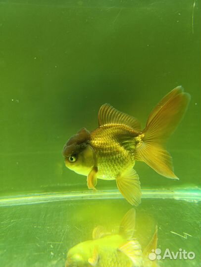 Малек рыб Аранды и реукинов