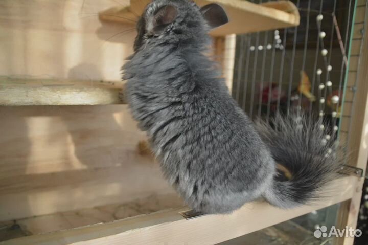 Продаю ангорских шиншилл