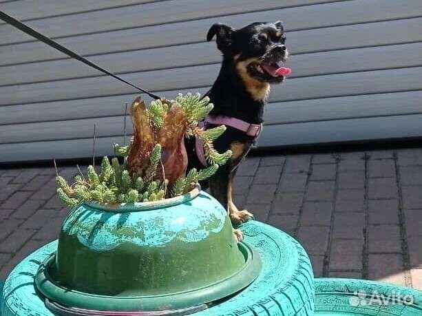 Мини той-терьер