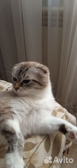 Кошка вислоухая