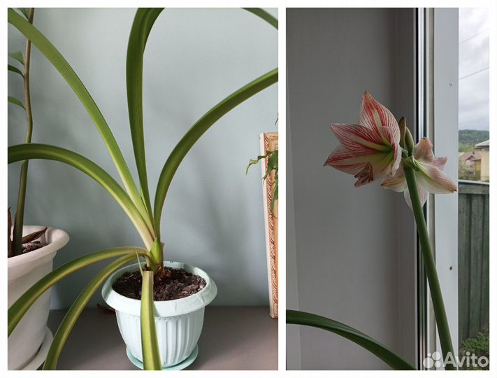 Гиппеаструм продам