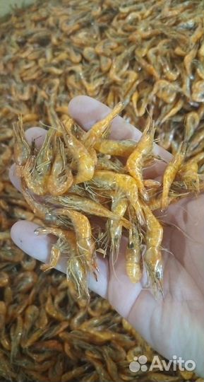 Креветка черноморская