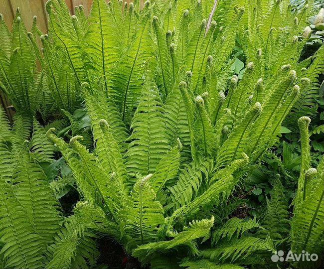 Папоротник страусник