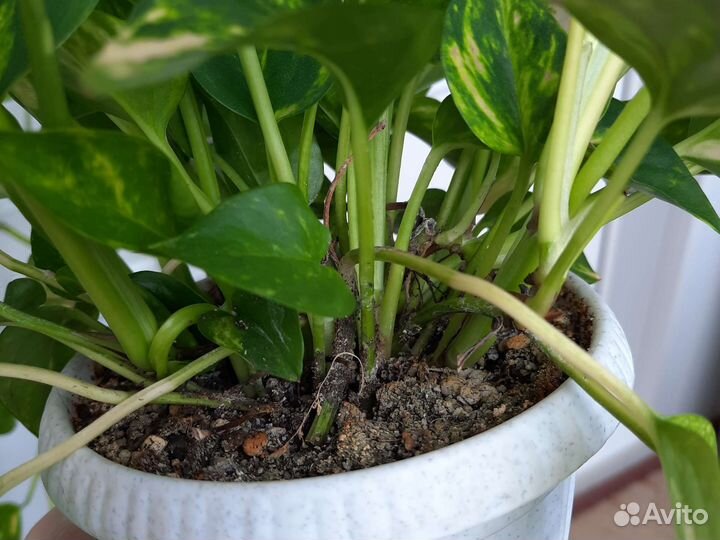 Сциндапсус эпипремнум